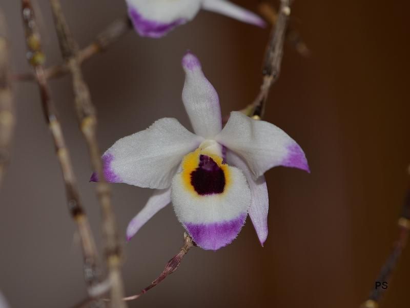  photo Dendrobiumfalconeri-A02.jpg