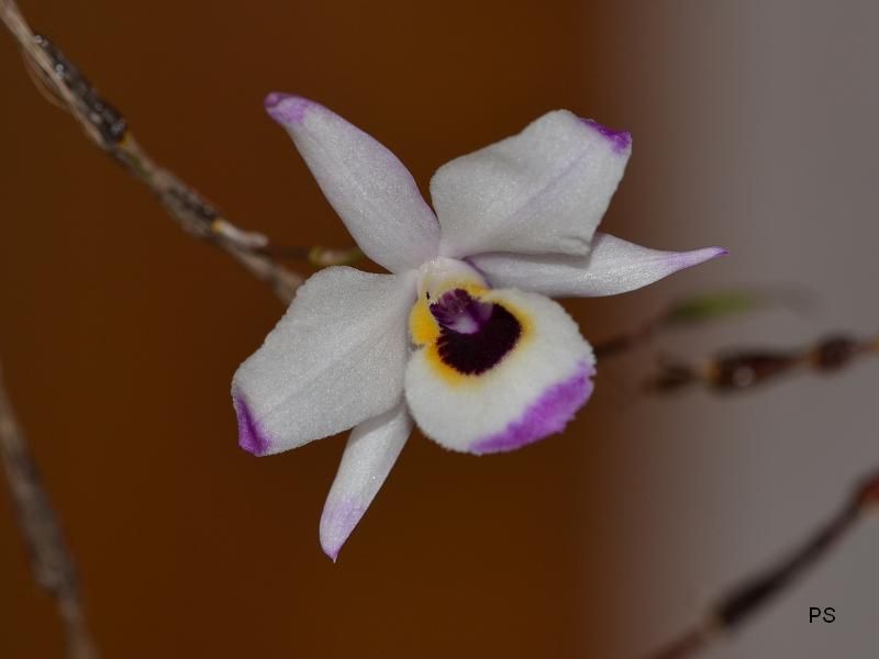  photo Dendrobiumfalconeri-A03.jpg