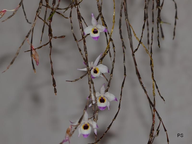  photo Dendrobiumfalconeri-A04.jpg