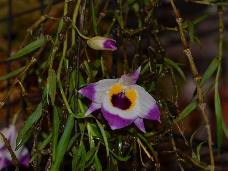  photo Dendrobiumfalconeri-B01.jpg