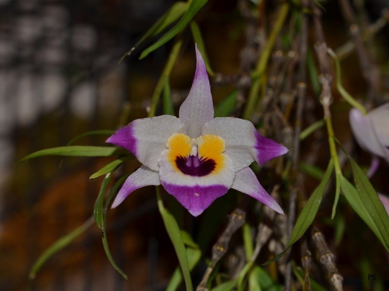  photo Dendrobiumfalconeri-B02.jpg