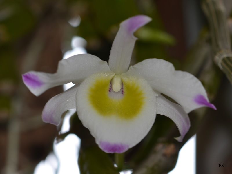  photo Dendrobiumfindlayanum-01.jpg