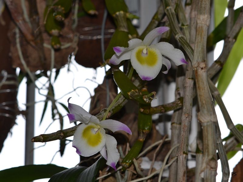  photo Dendrobiumfindlayanum-02.jpg