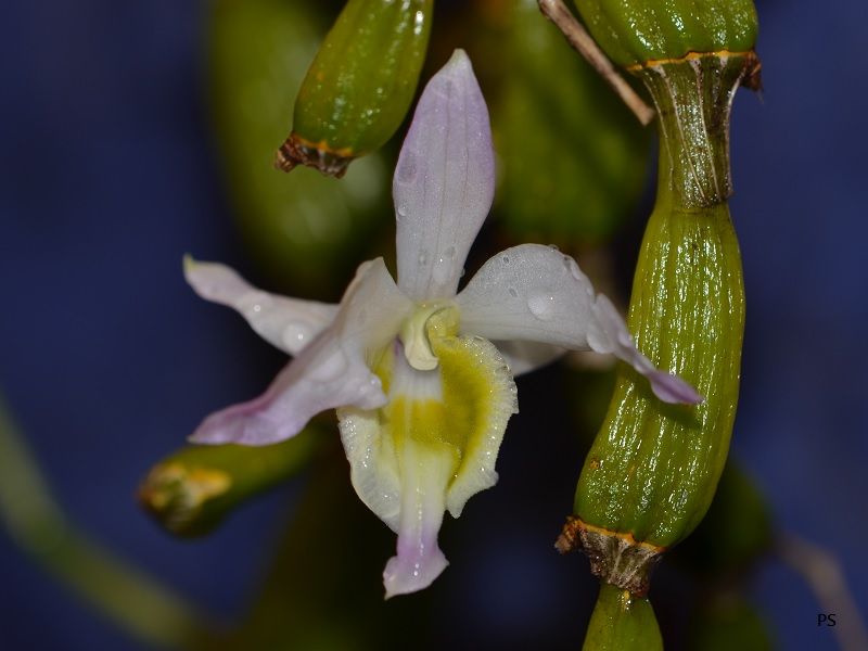  photo Dendrobiumfindlayanum-03.jpg