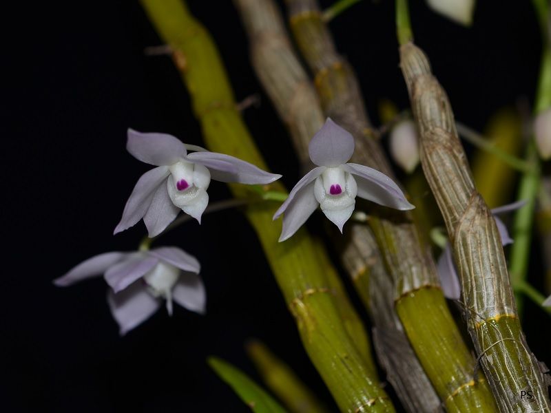  photo Dendrobiumhercoglossum-A01.jpg