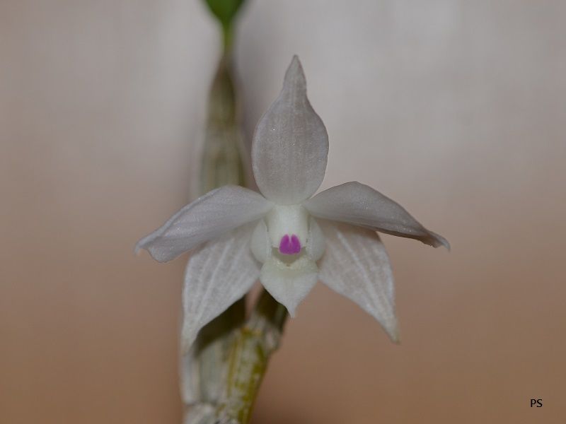  photo Dendrobiumhercoglossumvarsemialba-01.jpg