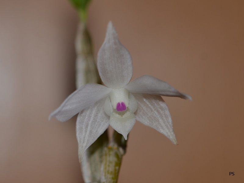  photo Dendrobiumhercoglossumvarsemialba-02.jpg