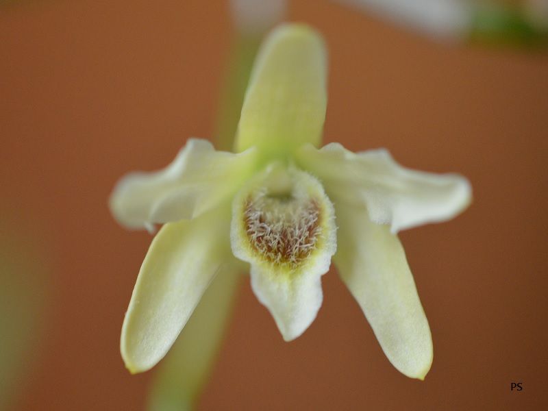  photo Dendrobiumhuoshanense-03.jpg