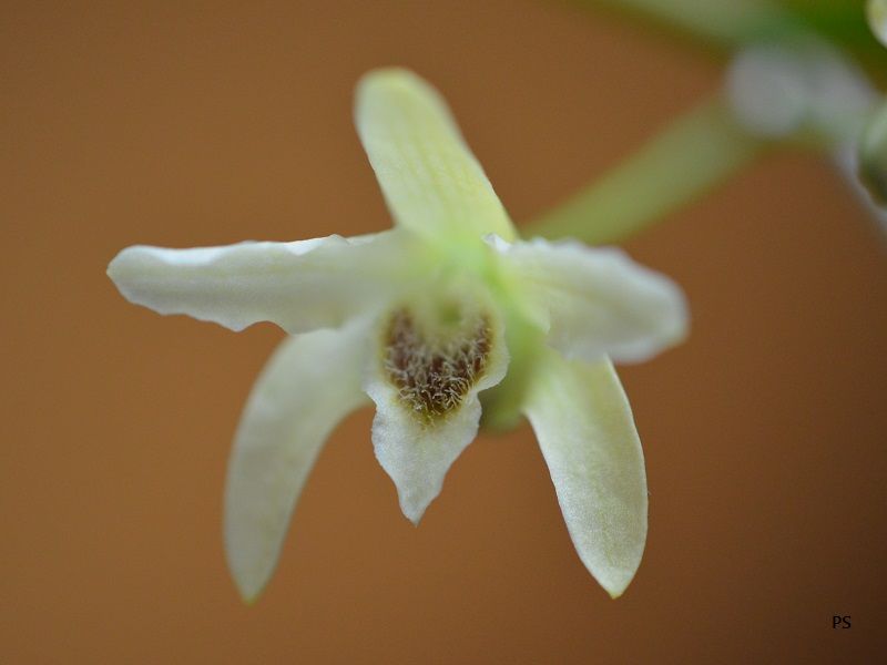  photo Dendrobiumhuoshanense-04.jpg