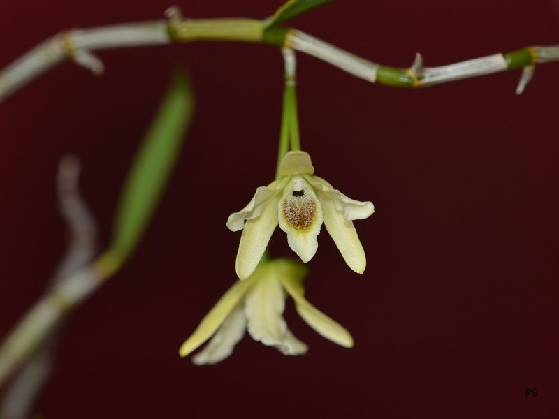  photo Dendrobiumhuoshanense-05.jpg