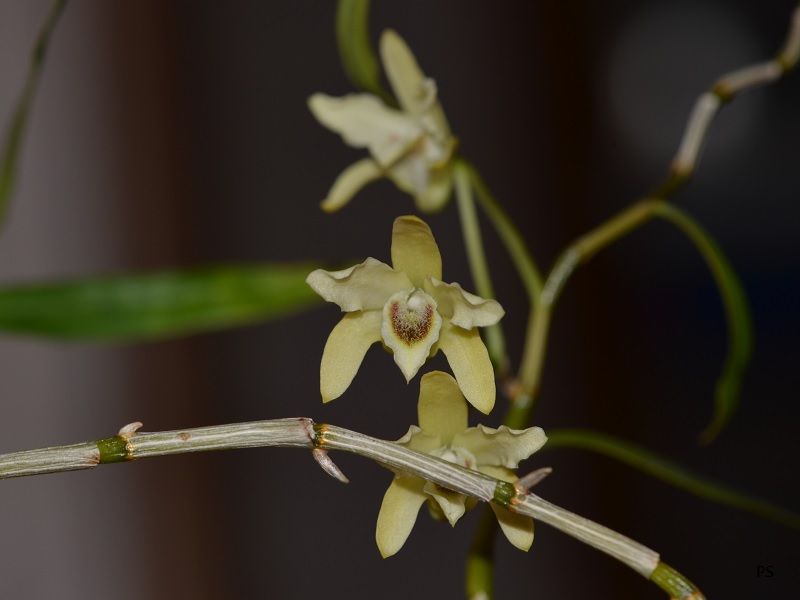  photo Dendrobiumhuoshanense-07-1.jpg