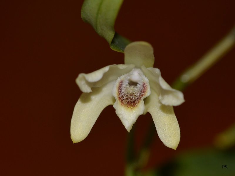  photo Dendrobiumhuoshanense-09.jpg