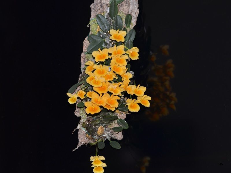  photo Dendrobiumjenkinsii-01.jpg