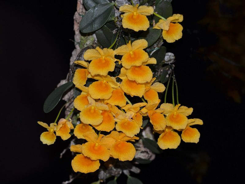  photo Dendrobiumjenkinsii-02.jpg