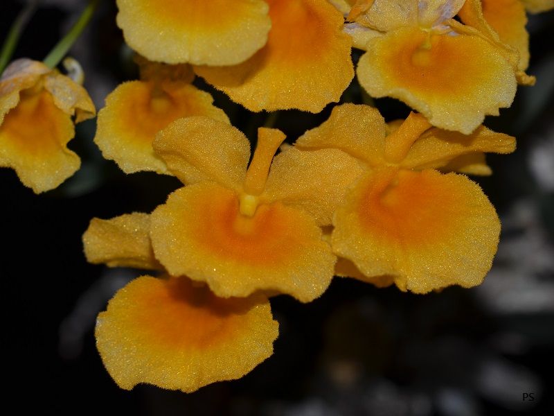  photo Dendrobiumjenkinsii-03.jpg