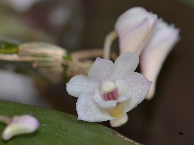  photo Dendrobiumlamellatum-17.jpg