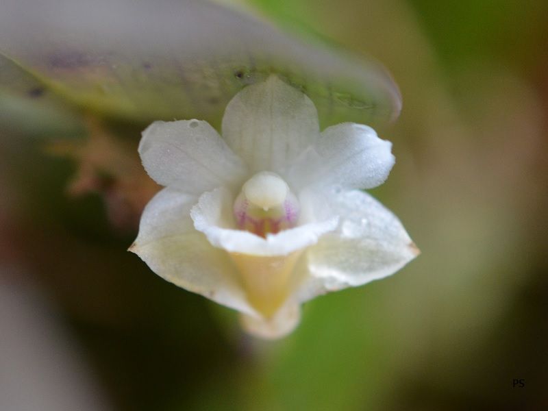  photo Dendrobiumlamellatum-18.jpg