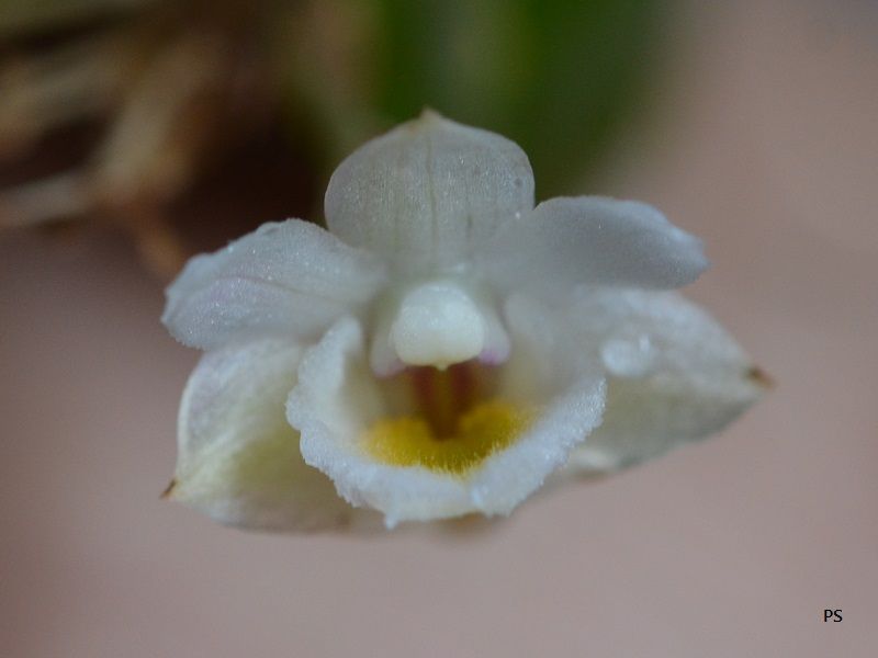  photo Dendrobiumlamellatum-19.jpg
