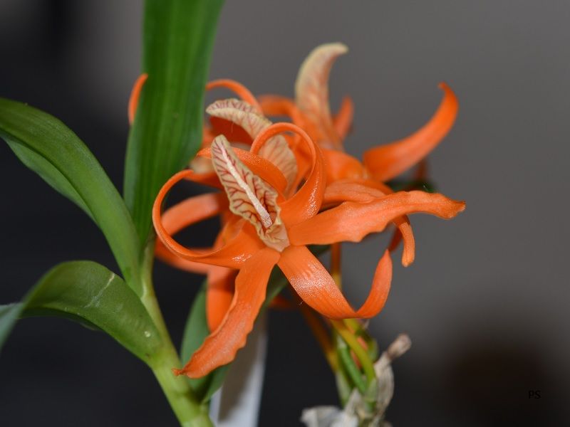  photo Dendrobiumlamyaiae-A01.jpg