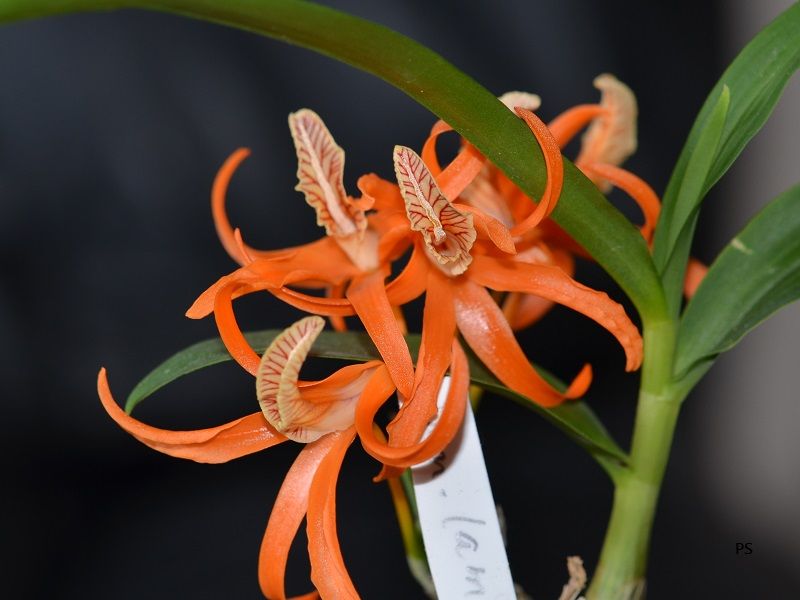  photo Dendrobiumlamyaiae-A04.jpg