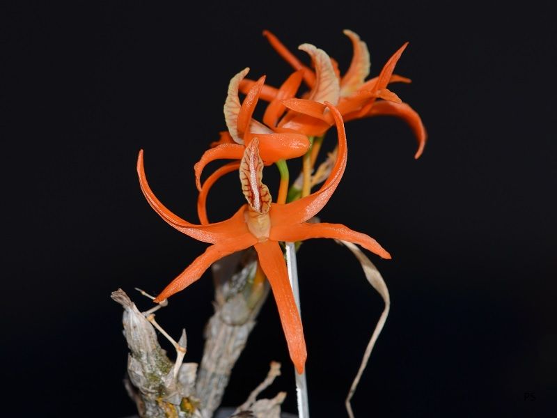  photo Dendrobiumlamyaiae-A05.jpg