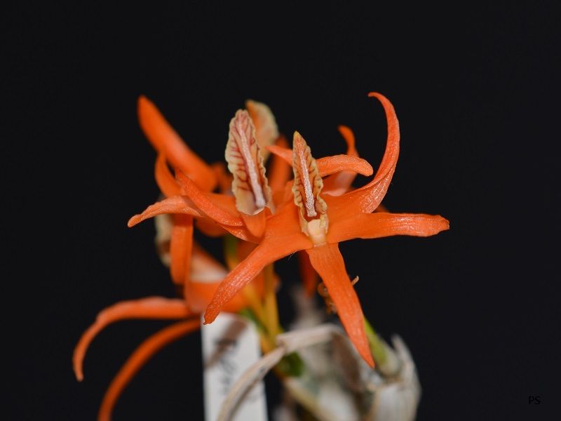  photo Dendrobiumlamyaiae-A06.jpg
