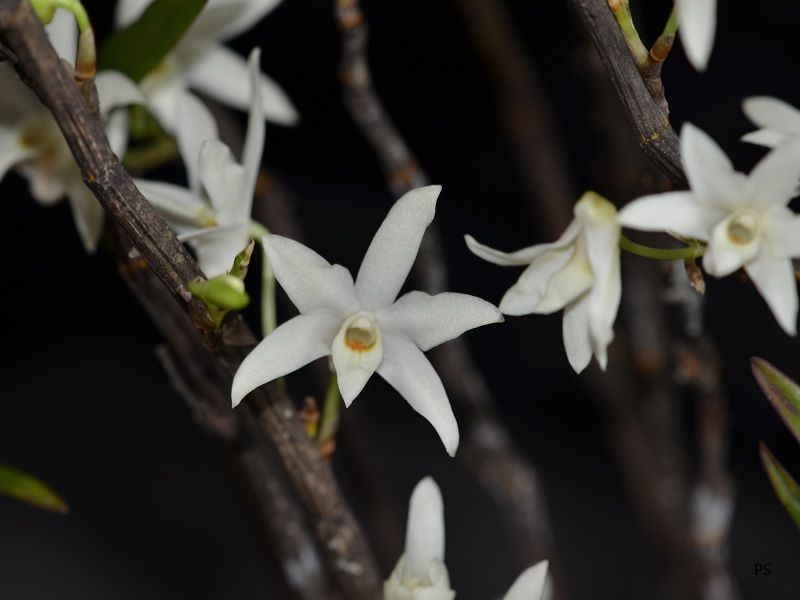  photo Dendrobiummoniliforme-06.jpg