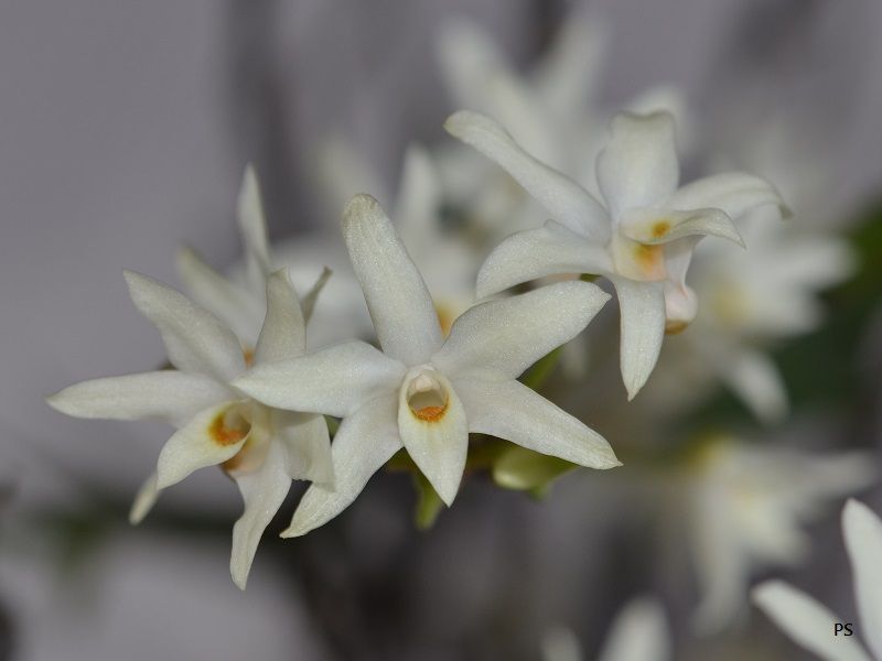  photo Dendrobiummoniliforme-08.jpg