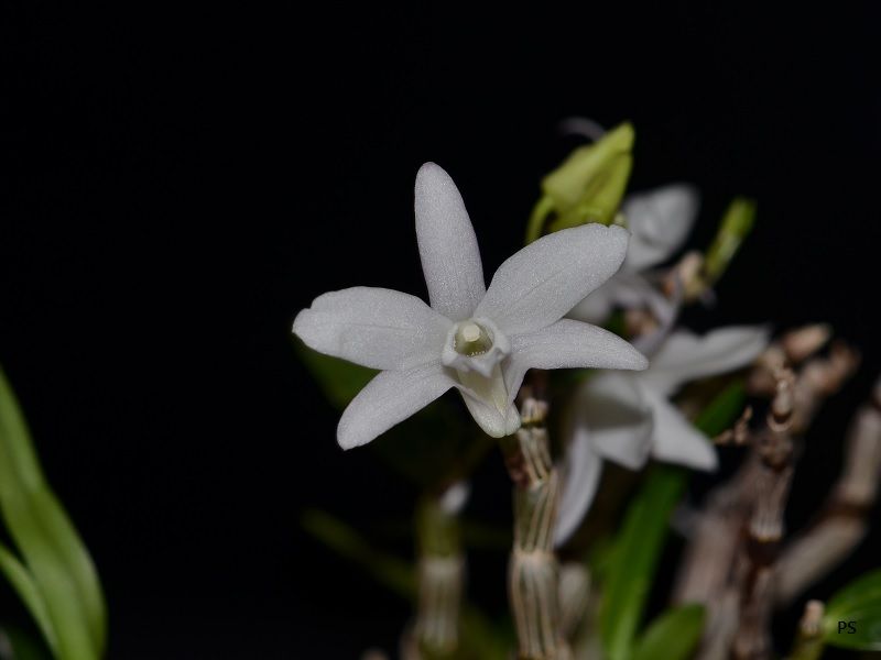  photo Dendrobiummoniliforme-A01.jpg
