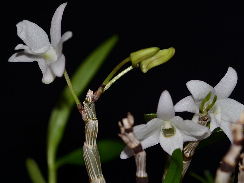  photo Dendrobiummoniliforme-A02.jpg