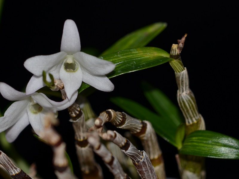  photo Dendrobiummoniliforme-A03.jpg