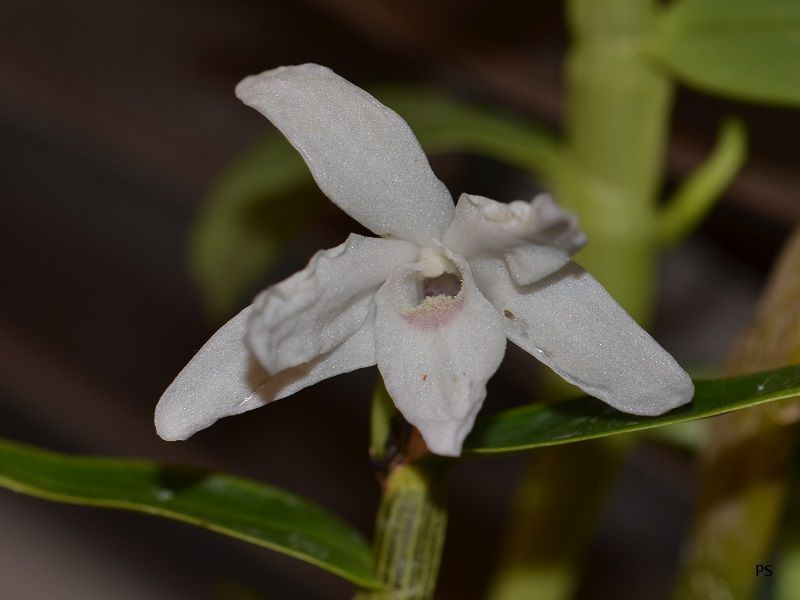  photo Dendrobiummoniliforme-B01.jpg