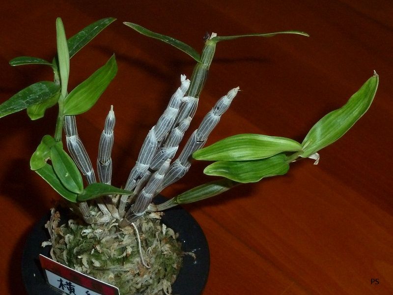  photo Dendrobiummoniliforme-B02.jpg