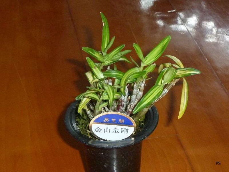  photo Dendrobiummoniliforme-C01.jpg