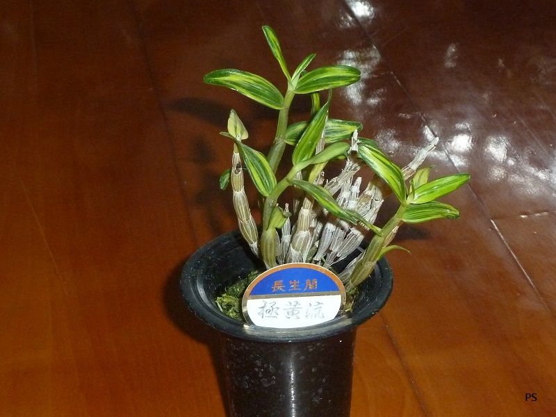  photo Dendrobiummoniliforme-D01.jpg