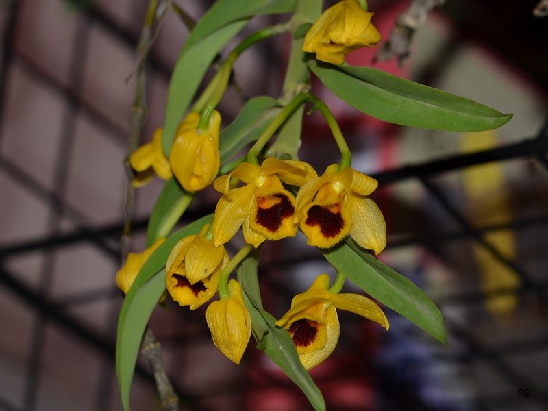  photo Dendrobiumochreatum-01.jpg