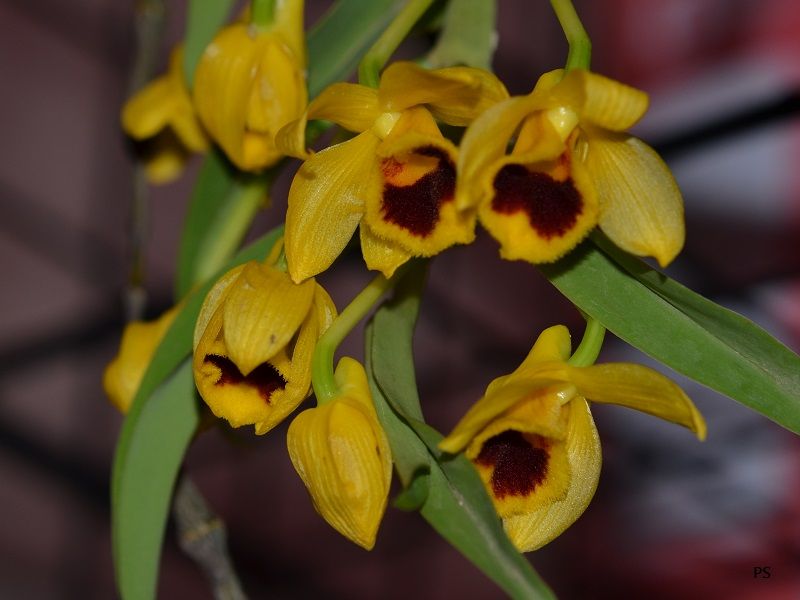  photo Dendrobiumochreatum-02.jpg