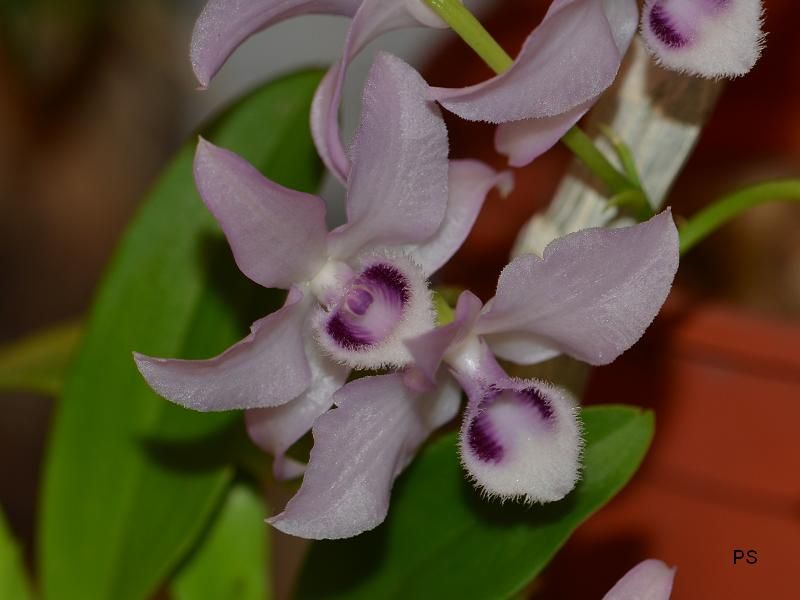  photo Dendrobiumparishiivarcoerulea-A02.jpg