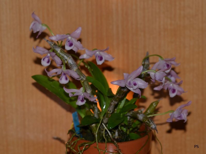 photo Dendrobiumparishiivarcoerulea-B01.jpg