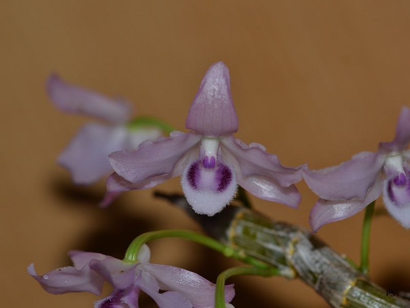  photo Dendrobiumparishiivarcoerulea-B02.jpg