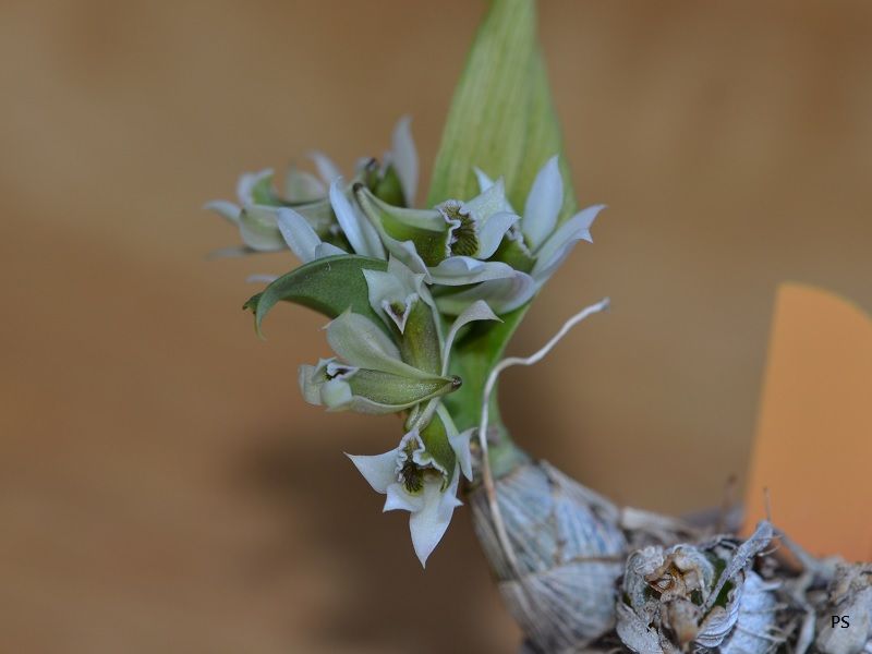  photo Dendrobiumpeguanum-04.jpg