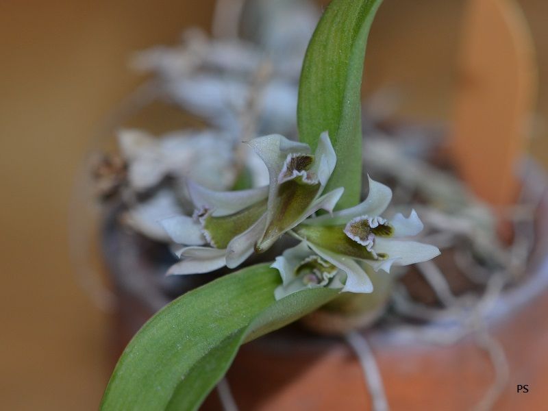  photo Dendrobiumpeguanum-05.jpg