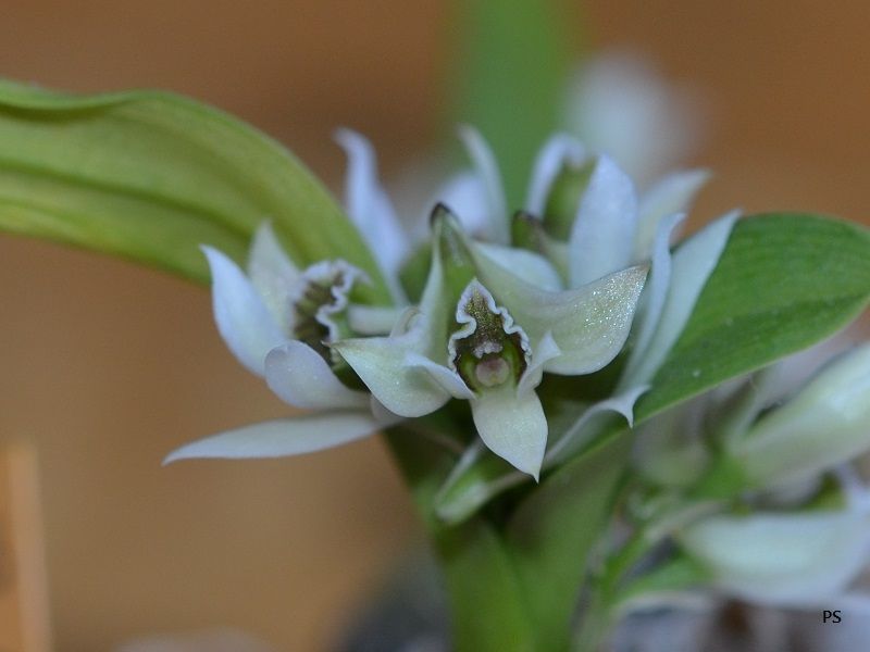  photo Dendrobiumpeguanum-06.jpg
