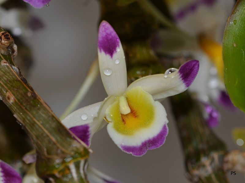  photo Dendrobiumpendulum-B02.jpg