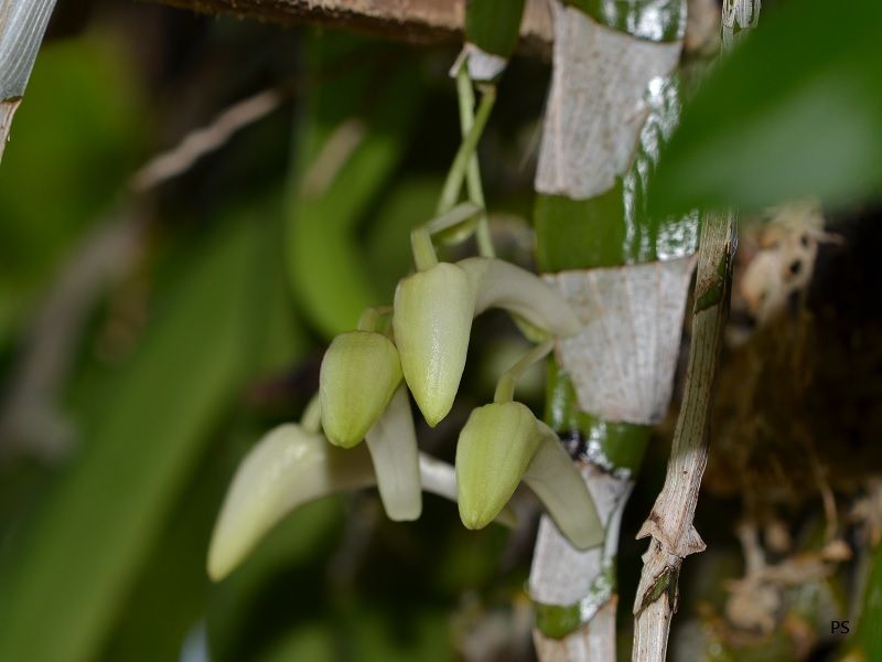  photo Dendrobiumplatygastrium-01.jpg