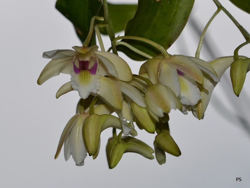  photo Dendrobiumplatygastrium-02.jpg