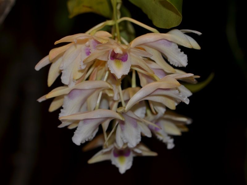  photo Dendrobiumplatygastrium-03.jpg