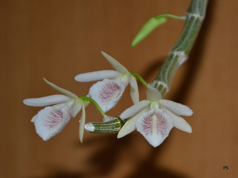  photo Dendrobiumpolyanthum-05.jpg