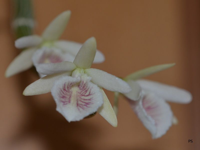  photo Dendrobiumpolyanthum-06.jpg
