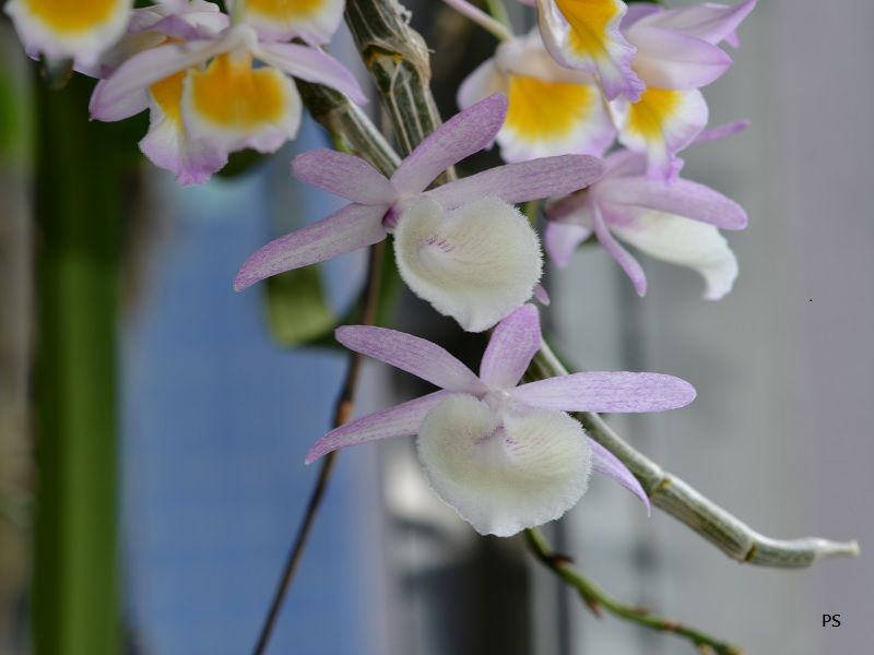  photo Dendrobiumprimulinum-05.jpg